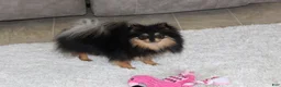 Pomeranian dogs for sale: Teacup Macy - Ad 8