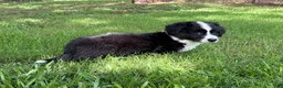 Welsh Corgi Cardigan dogs for sale: Ace FLUFFY - Ad 24