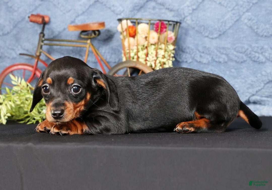 Miniature Dachshund dogs for sale: Noel - Ad 8