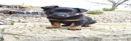 German Shepherd dogs for sale: Zeus - Ad 6
