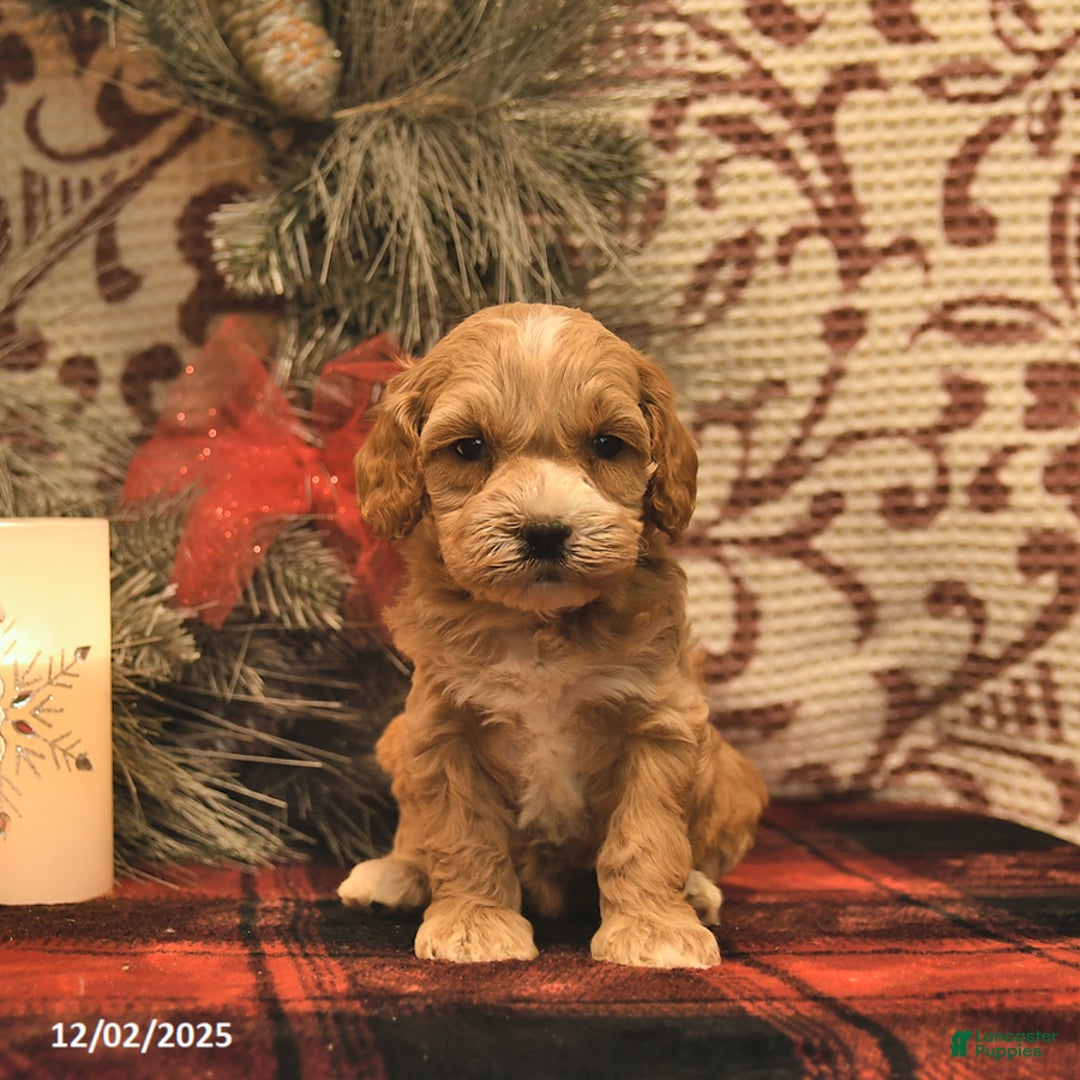 Cockapoo dogs for sale: Missie  - Ad 4