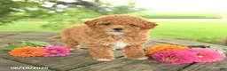Toy Poodle dogs for sale: Lily - Ad 3