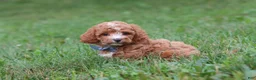 Cavapoo dogs for sale: Jaxon - Ad 4