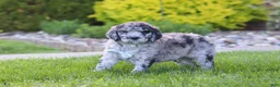 Newfypoo dogs for sale: Ranger - Ad 6