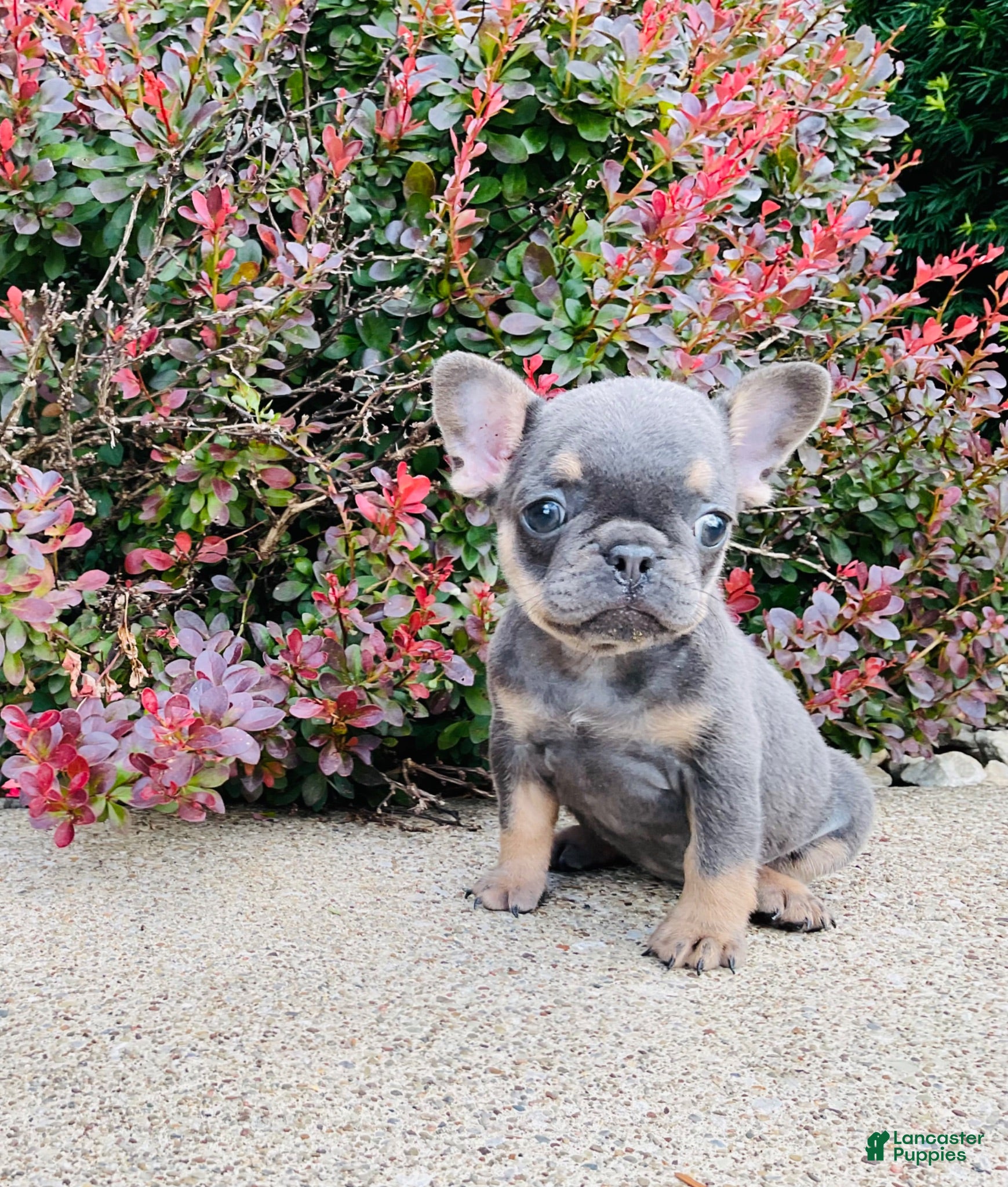 French Bulldog dogs Daisy - Ad 1