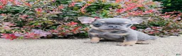 French Bulldog dogs for sale: Daisy - Ad 1