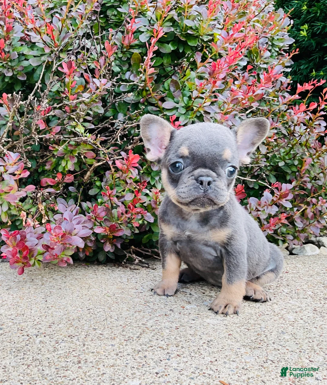 French Bulldog dogs for sale: Daisy - Ad 1