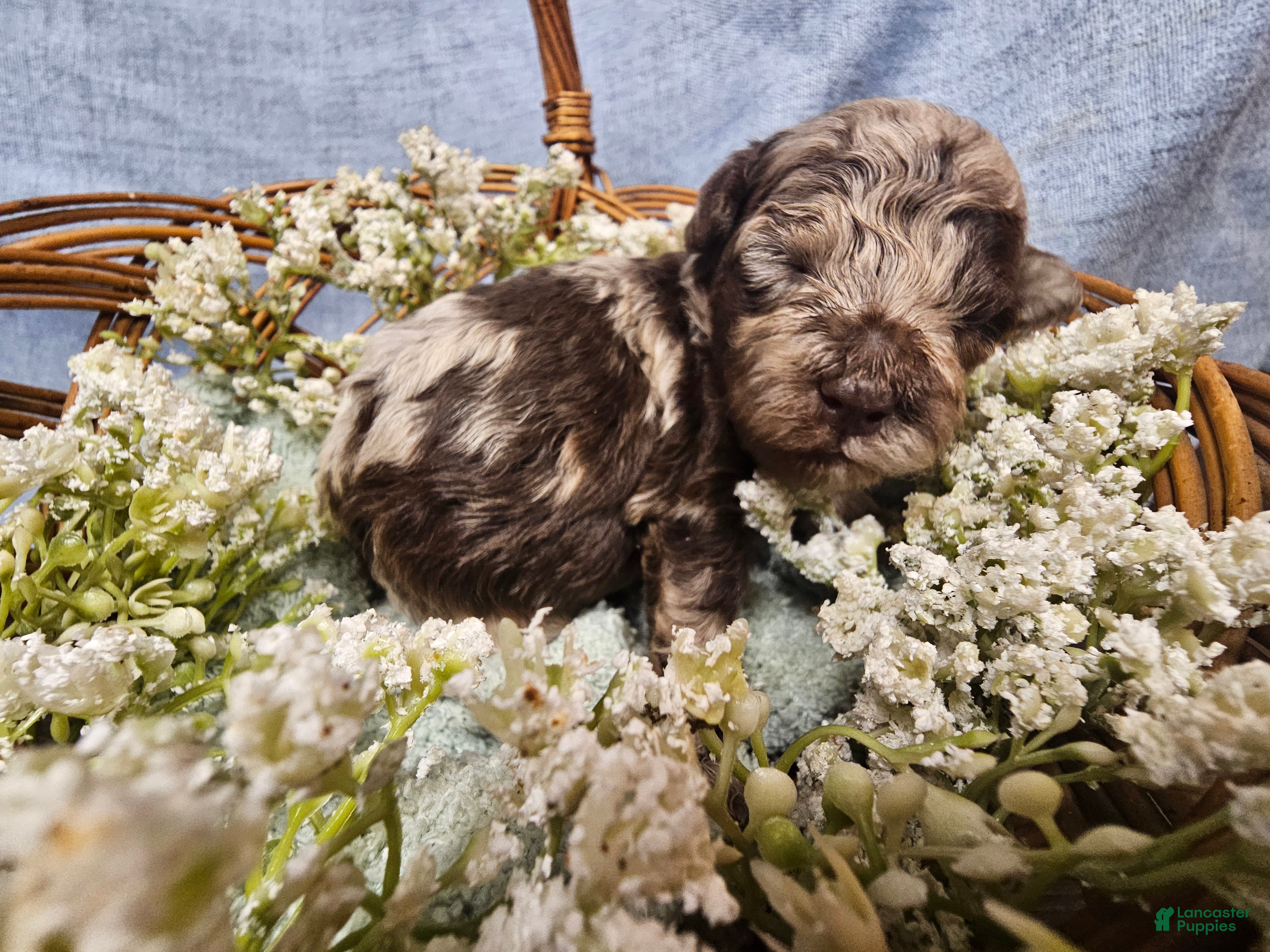 Mini Goldendoodle dogs for sale: Nutmeg - Ad 1