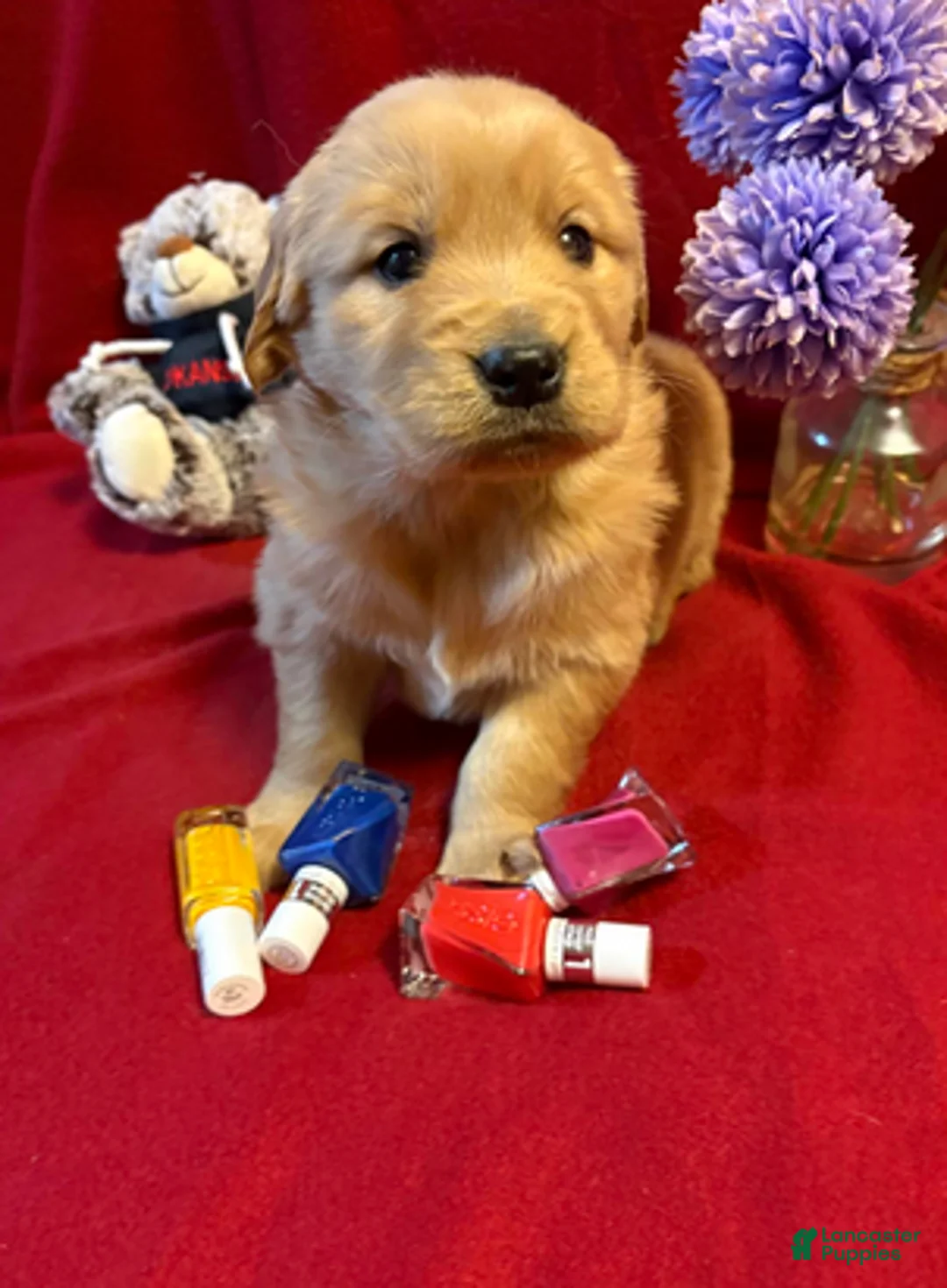 Golden Retriever dogs for sale: Tesla - Ad 5