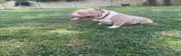 American Bully dogs for sale: Shay - Ad 2