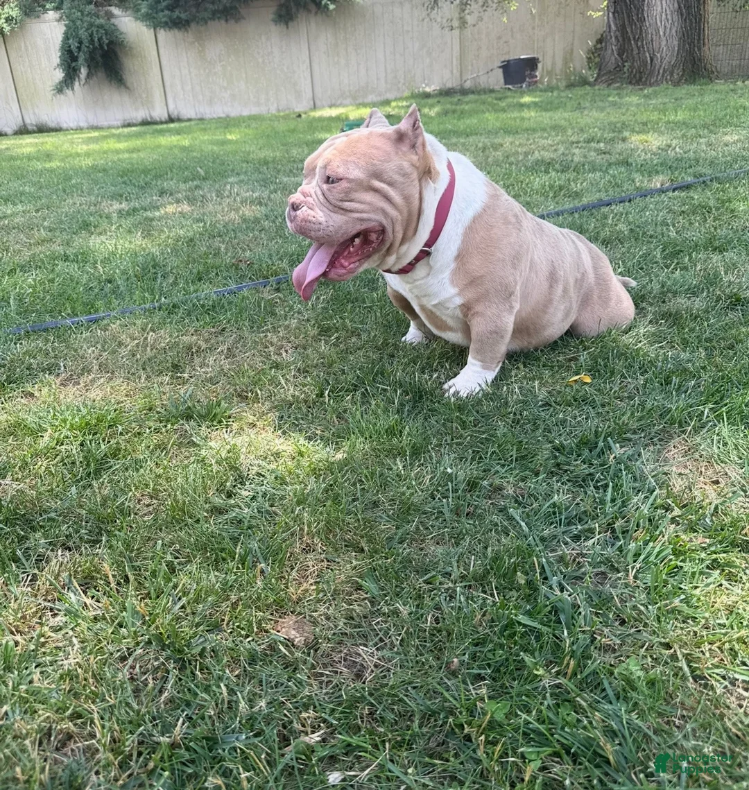 American Bully dogs for sale: Shay - Ad 2