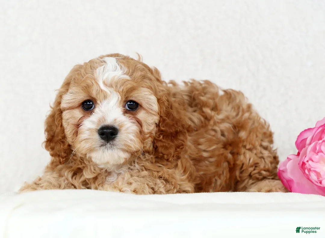 Cavapoo dogs for sale: Chloe - Ad 3