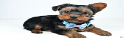 Morkie dogs for sale: Asher - Ad 1