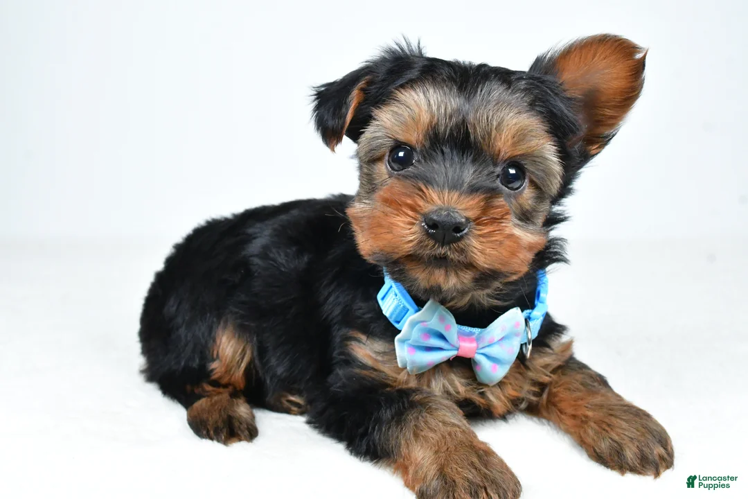 Morkie dogs for sale: Asher - Ad 1