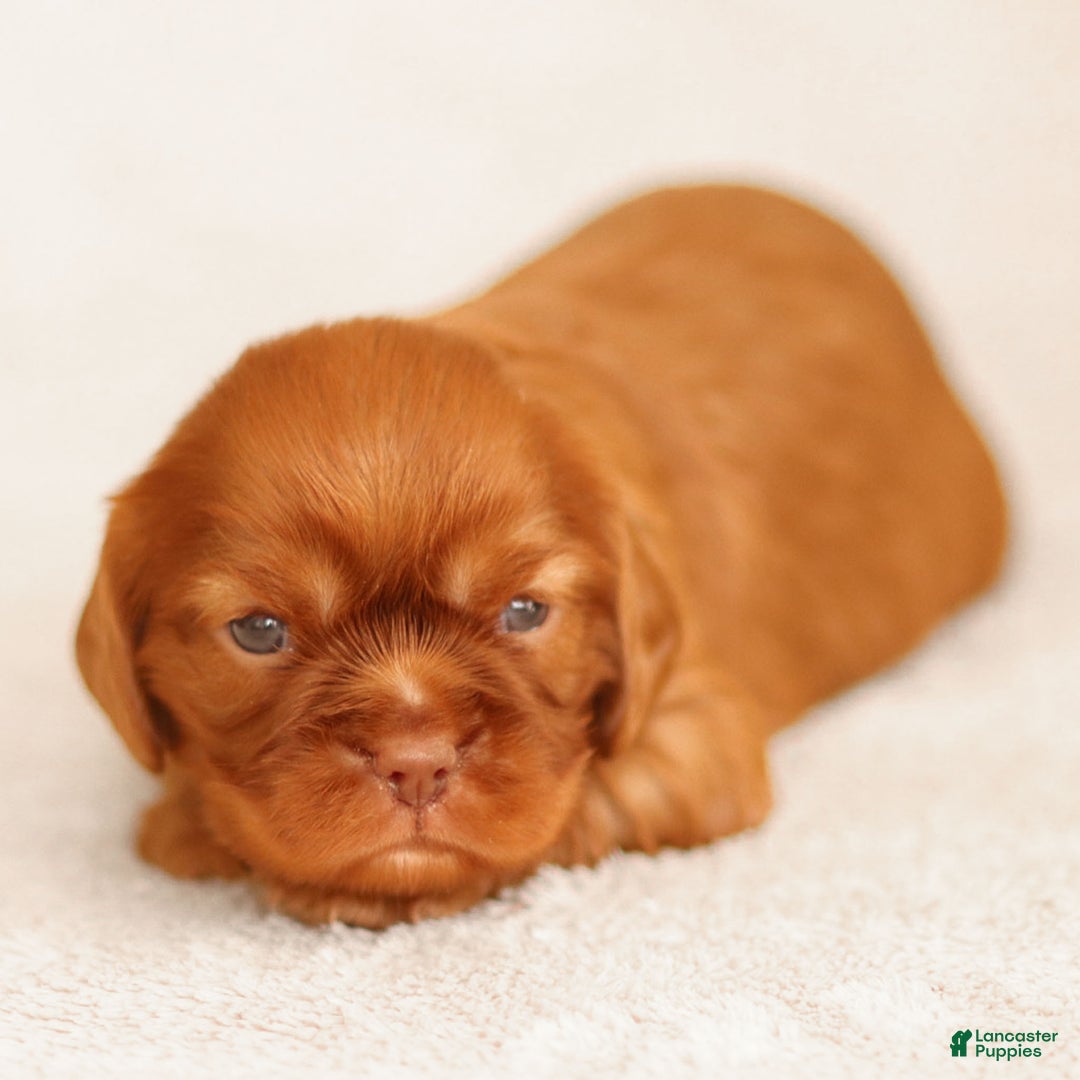 Cavalier King Charles Spaniel dogs for sale: Truce - Ad 4