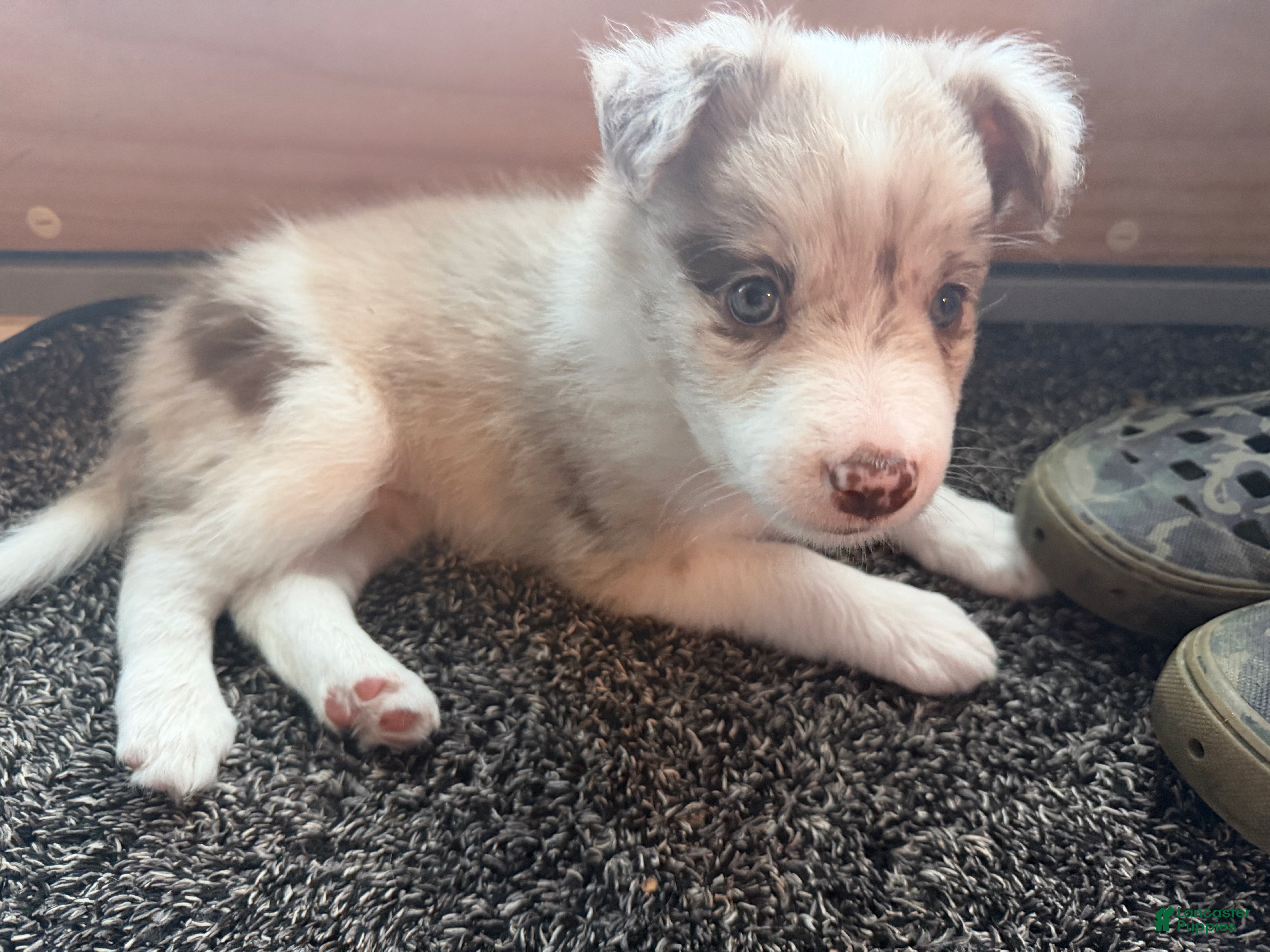 Border Collie dogs Aurora - Ad 1