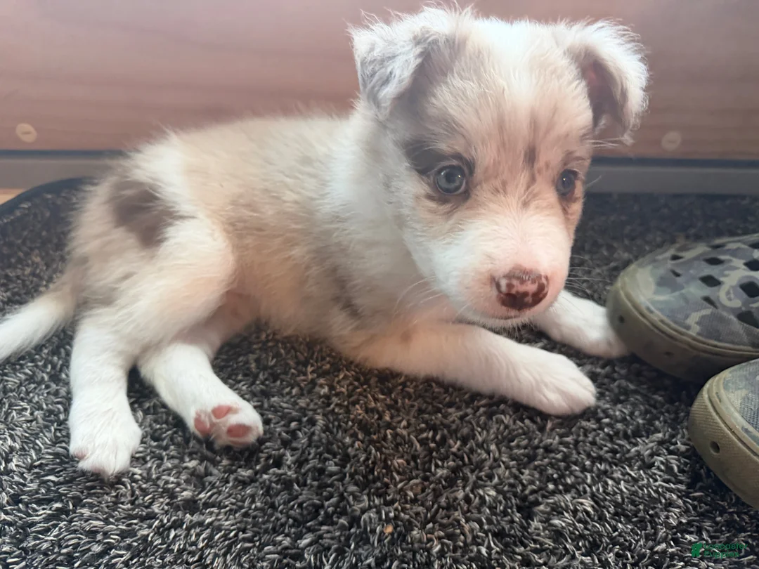Border Collie dogs for sale: Aurora - Ad 1