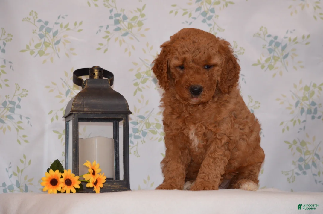 Mini Goldendoodle dogs for sale: Ace - Ad 1