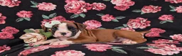 Boxer dogs for sale: Ramsey - Ad 4