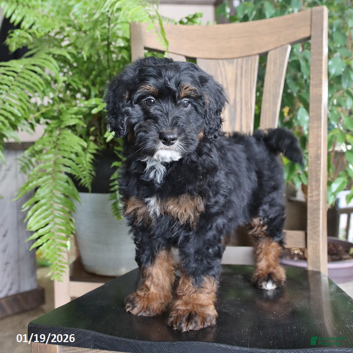 Mini Bernedoodle dogs Topper - Ad 34