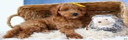 Cavapoo dogs for sale: TITUS - Ad 4
