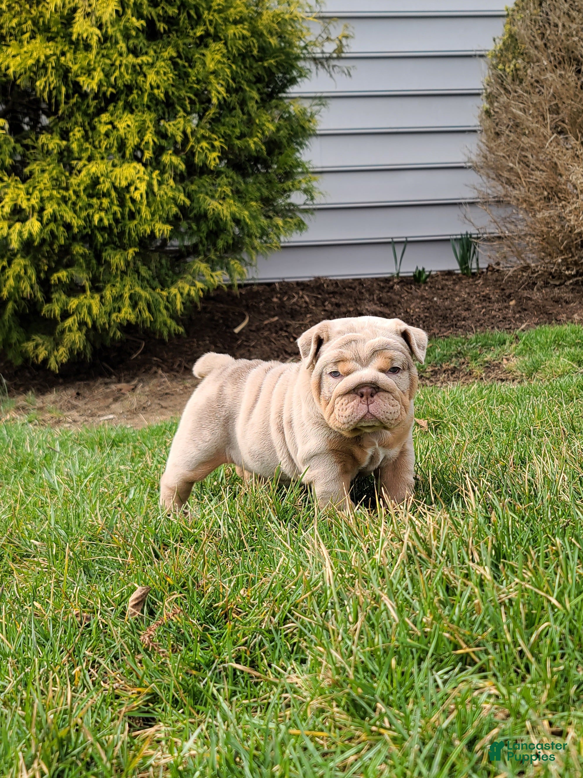 English Bulldog dogs Taffy - Ad 1