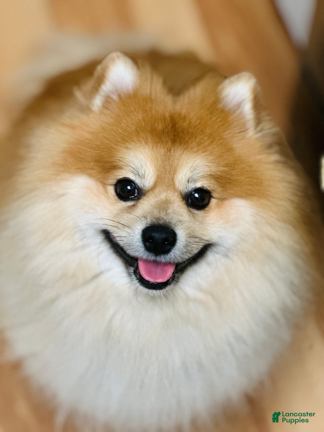 Pomeranian dogs for stud: Sir Fluffington - Ad 2