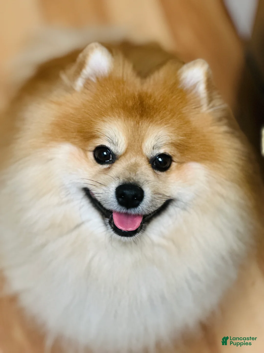 Pomeranian dogs for stud: Sir Fluffington - Ad 2