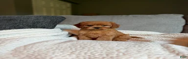 Cavapoo 4