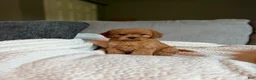 Cavapoo dogs for sale: Cavapoo 4 - Ad 1