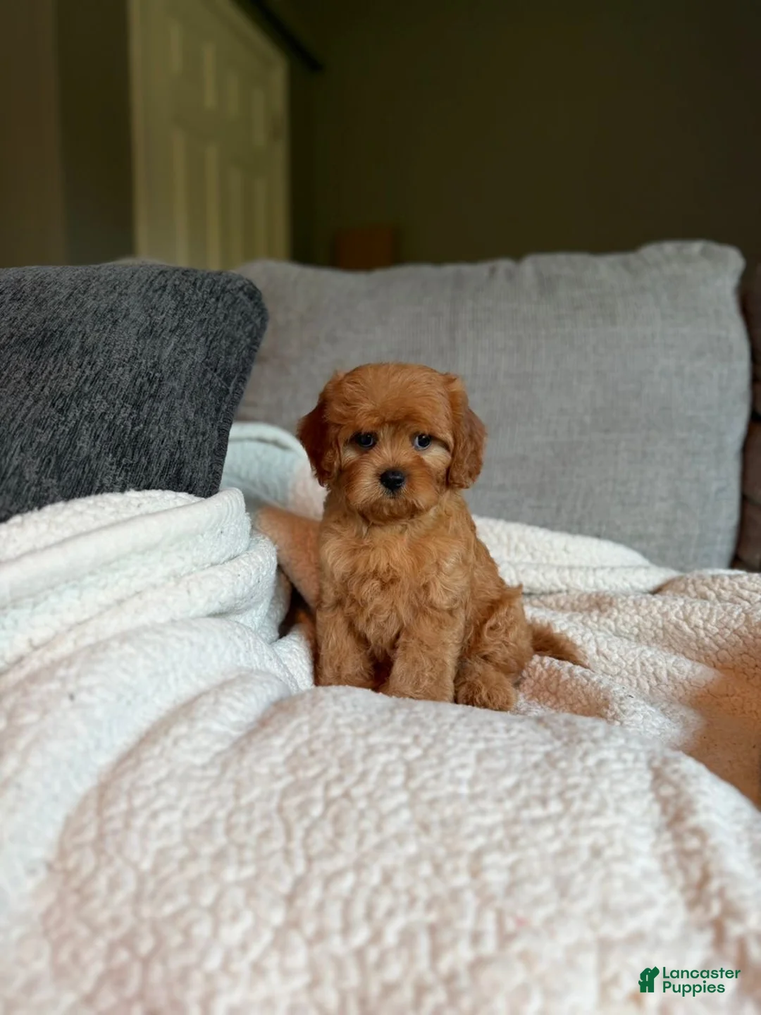 Cavapoo dogs for sale: Cavapoo 4 - Ad 1