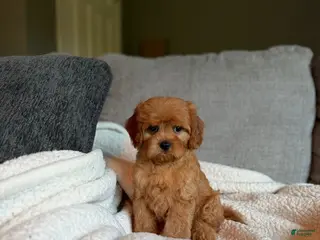 Cavapoo dogs for sale: Cavapoo 4 - Ad 3