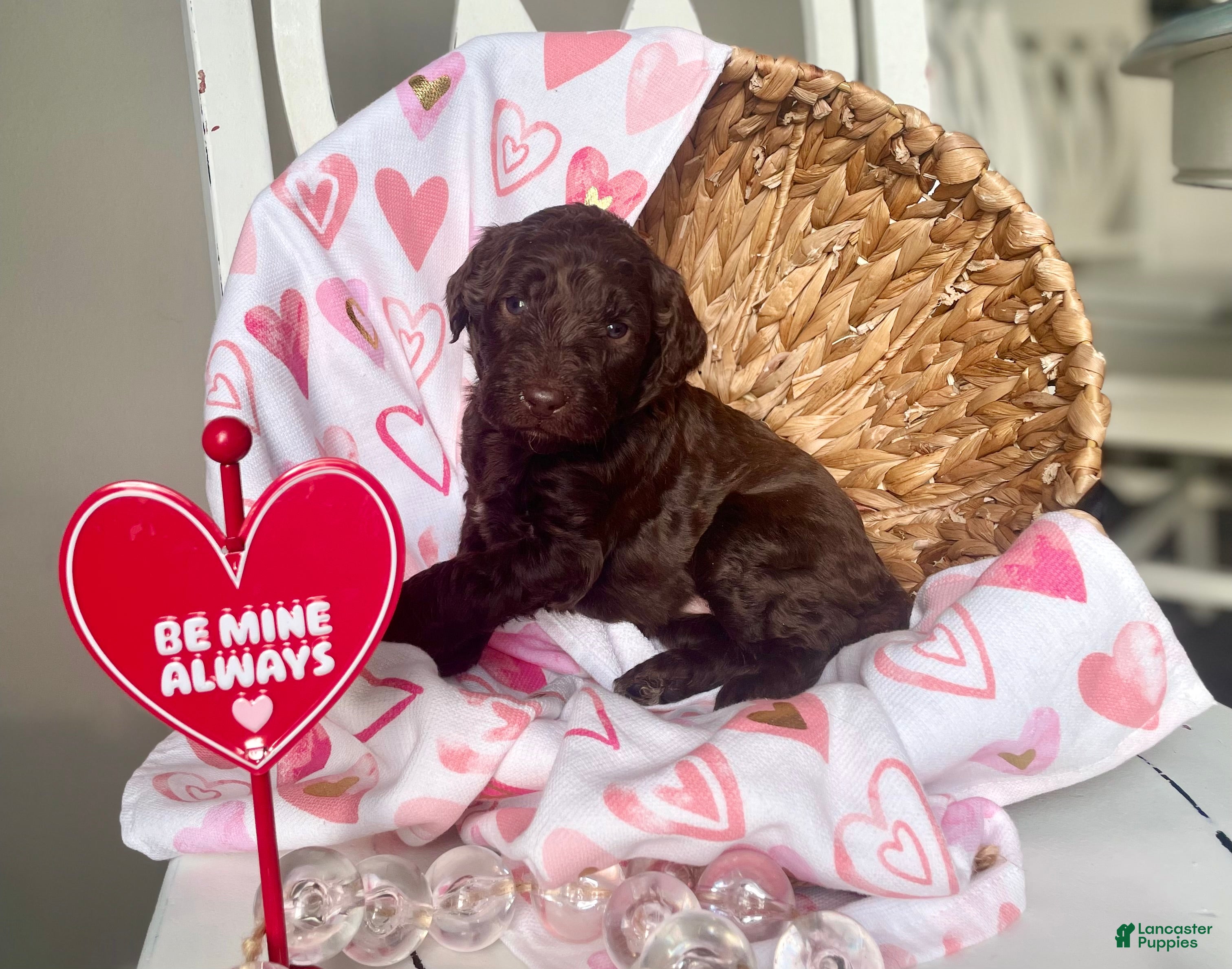 Goldendoodle dogs Ms orange - Ad 18