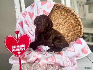 Goldendoodle dogs Ms orange - Ad 15