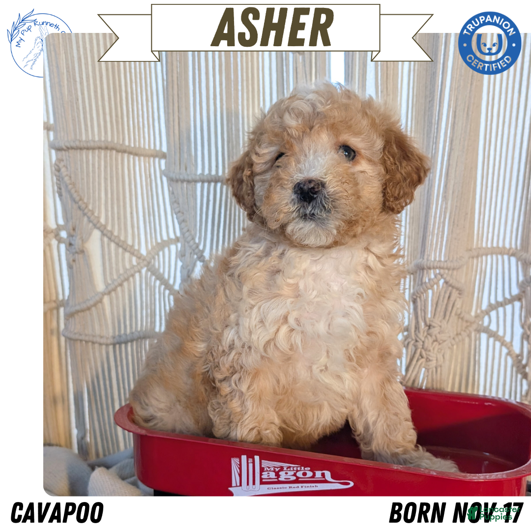 Cavapoo dogs Asher - Ad 9