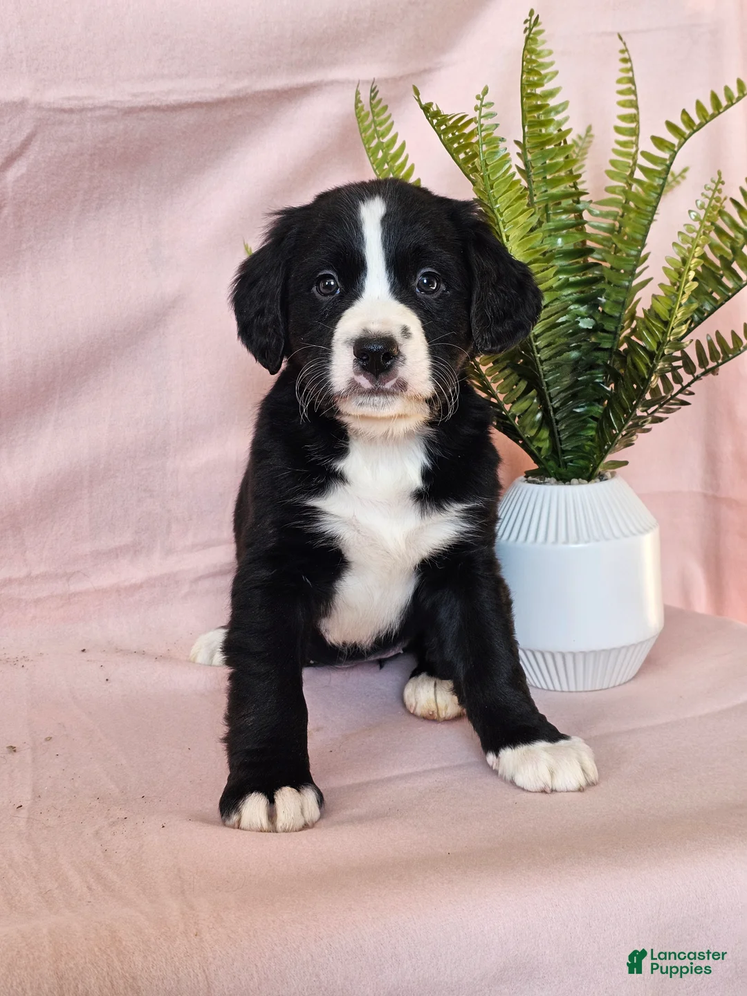 Mixed Breed dogs for sale: Ollie - Ad 1