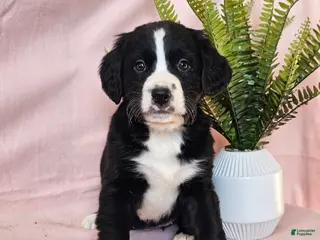 Mixed Breed dogs Ollie - Ad 10