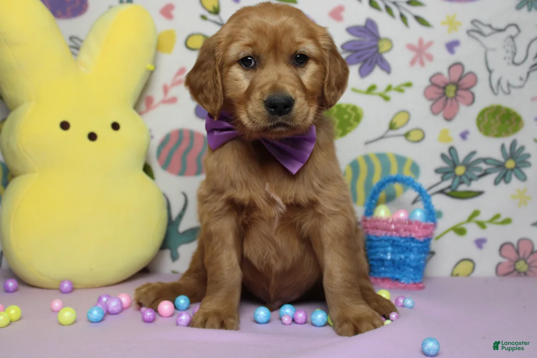 Golden Retriever dogs for sale: Shadow  - Ad 2