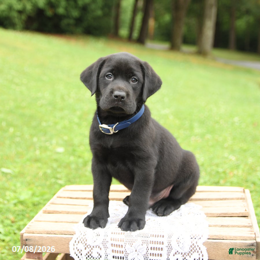 Labrador Retriever dogs Max - Ad 2
