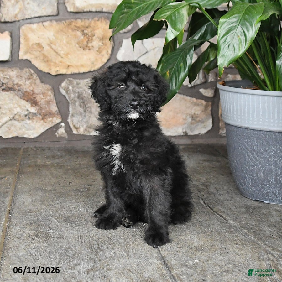 Double Doodle dogs Girlie - Ad 1