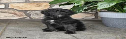 Double Doodle dogs for sale: Girlie - Ad 1
