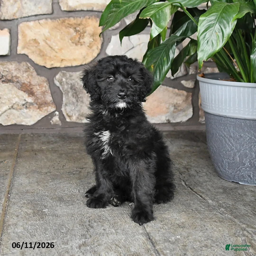 Double Doodle dogs for sale: Girlie - Ad 1