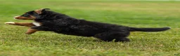Bernese Mountain Dog dogs for sale: Bryan Bernese Mountain Dog  - Ad 7