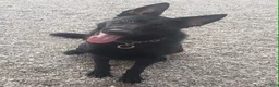 German Shepherd dogs for sale: German Shepherd 1 - Ad 2