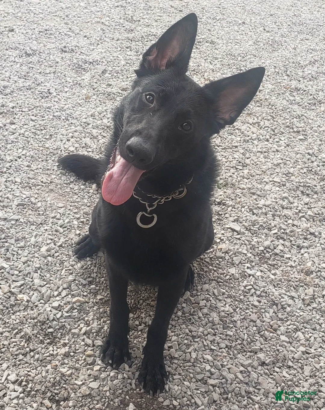 German Shepherd dogs for sale: German Shepherd 1 - Ad 2