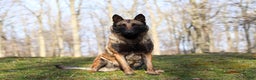 Belgian Malinois dogs for sale: Halo - Ad 13