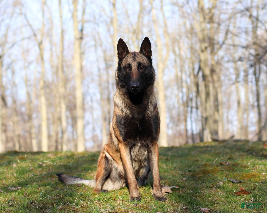 Belgian Malinois dogs for sale: Halo - Ad 13