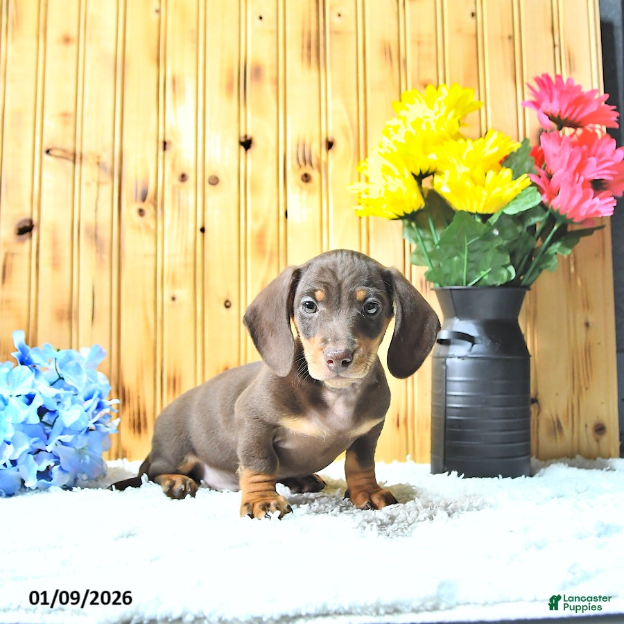 Miniature Dachshund dogs Samson - Ad 39