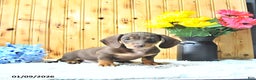 Miniature Dachshund dogs for sale: Samson - Ad 1