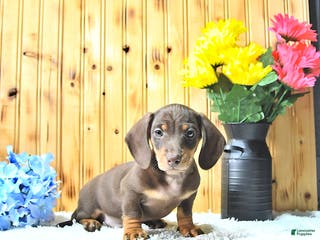 Miniature Dachshund dogs Samson - Ad 39